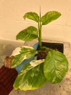 Plantes d’intérieur de toutes sortes, Huis en Inrichting, Kamerplanten, Ophalen of Verzenden