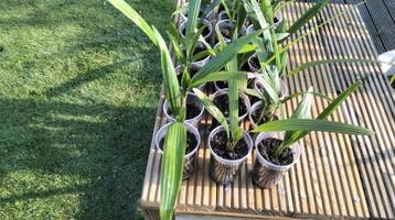 Wagnerianus-palm, Ophalen, Palmboom