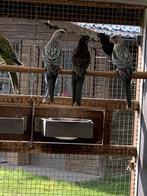 Rosella Parkieten, Dieren en Toebehoren, Parkiet, Geringd