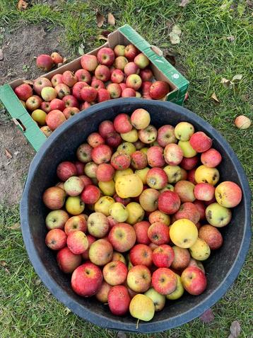 Appels eigen kweek beschikbaar voor biedingen