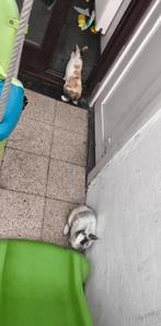 Konijn, Dieren en Toebehoren, Konijnen, Vrouwelijk, Middelgroot, 0 tot 2 jaar