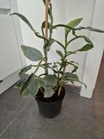 Philodendron kamerplanten, Maison & Meubles, Plantes d'intérieur, Enlèvement ou Envoi