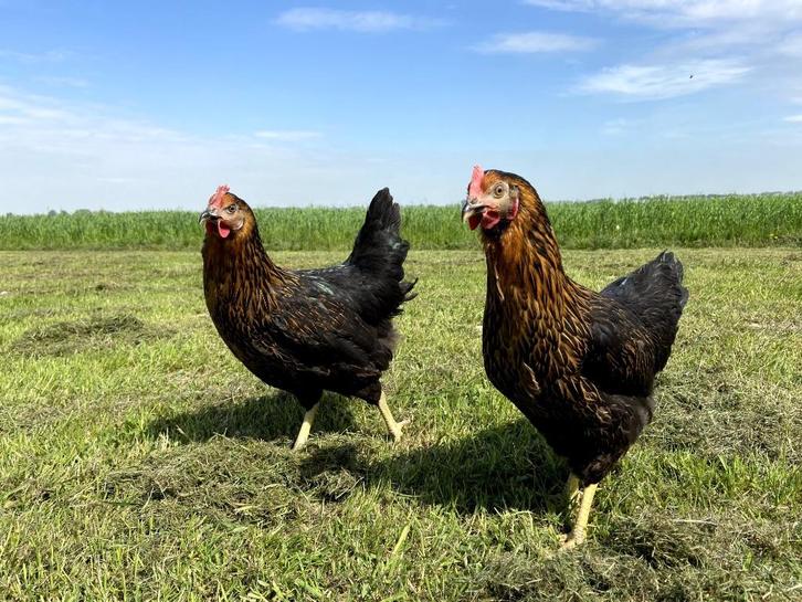 Jonge tamme Harco kippen gesekst en ingeënt | goede leggers, Dieren en Toebehoren, Pluimvee, Kip, Vrouwelijk