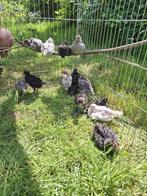 Tamme kuikens Brabants Hoen, Dieren en Toebehoren, Meerdere dieren, Kip