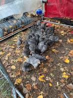 vet hanen mechelse koekoeken, Dieren en Toebehoren, Mannelijk, Kip