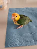 Tamme baby Roestkopcaiques 5-8 weken oud, Dieren en Toebehoren, Vogels | Parkieten en Papegaaien, Meerdere dieren, Papegaai, Geringd
