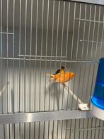 2 kanaries met kweekkooi en toebehoren, Dieren en Toebehoren, Vogels | Kanaries