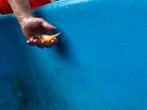 Koi, Dieren en Toebehoren, Vissen | Vijvervissen