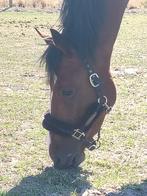 Top Recreatie paard, Dieren en Toebehoren, Paarden, Gechipt, Ruin, Zadelmak, 3 tot 6 jaar
