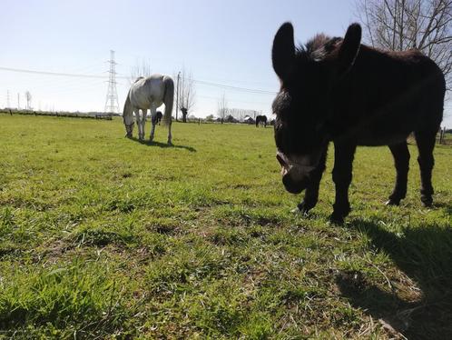 Gezellige kudde zoekt nieuwe metgezel (paard of pony), Dieren en Toebehoren, Stalling en Weidegang, Weidegang