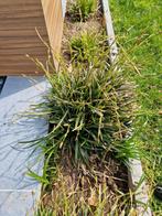 Carex iris green, Enlèvement