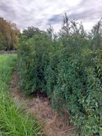 portugese laurier, Tuin en Terras, Ophalen of Verzenden, Laurier