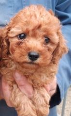 Poedel pups, Dieren en Toebehoren, Honden | Chihuahua's en Gezelschapshonden, Poedel, België, Reu, CDV (hondenziekte)