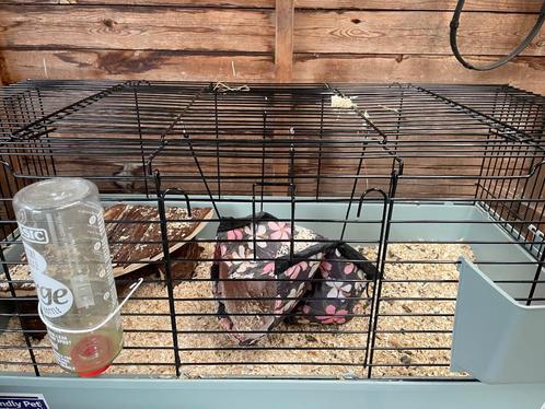 Cavia benodigdheden, Dieren en Toebehoren, Knaagdieren en Konijnen | Hokken en Kooien, Zo goed als nieuw, Hok, Cavia, Konijn, Ophalen