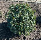 Prunus Lusitanica Angustifolia Bollen, Tuin en Terras, Ophalen, Laurier, Minder dan 100 cm
