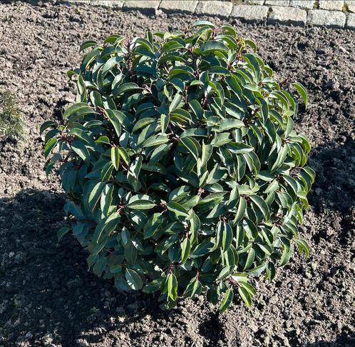 Prunus Lusitanica Angustifolia Bollen, Tuin en Terras, Planten | Struiken en Hagen, Laurier, Minder dan 100 cm, Ophalen