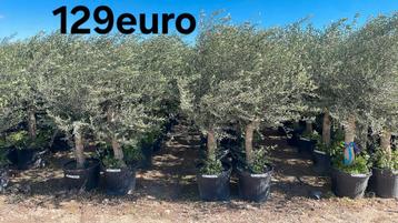 Olijfbomen olea europaea! beschikbaar voor biedingen