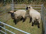 Ooien Hampshire Down, Vrouwelijk, Schaap, 3 tot 5 jaar