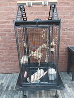 Vogelkooi met toebehoren, Animaux & Accessoires, Enlèvement, Utilisé, Métal, Cage à oiseaux