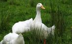 Locatie gezocht voor opstart eendenkwekerij, Dieren en Toebehoren, Stalling en Weidegang