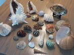 schelpen meegebracht uit Sri lanka, Verzamelen, Mineralen en Fossielen, Ophalen of Verzenden, Schelp(en)