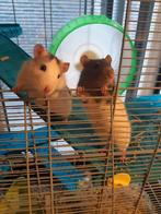 Rattenkooi, Dieren en Toebehoren, Knaagdieren en Konijnen | Hokken en Kooien, Ophalen, Kooi, Zo goed als nieuw, 90 cm of meer