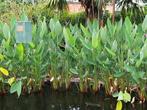 vijverplant, Ophalen, Nieuw