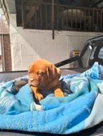 Bordeauxdog, Dieren en Toebehoren, Honden | Bulldogs, Pinschers en Molossers, België, Particulier, 8 tot 15 weken, CDV (hondenziekte)