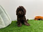 Chiots Caniches nains, Caniche, Parvovirose, Plusieurs, Belgique