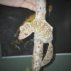 Uroplatus henkeli