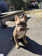 Franse buldog, Dieren en Toebehoren, België, Fokker | Hobbymatig, 15 weken tot 1 jaar, Reu