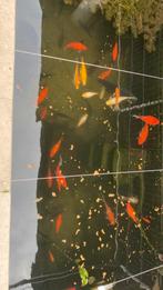 Te koop vijver vissen, Dieren en Toebehoren, Goudvis(sen)