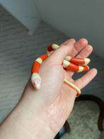 Serpent avec un terrarium aménagé, Serpent, Domestique, 0 à 2 ans
