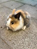 Dwergkonijntje leeuwenkopje, Dieren en Toebehoren