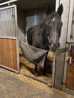 Opfok van jonge paarden en stalling van paarden, Dieren en Toebehoren, Niet van toepassing