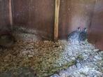 Japanse kwartels, Dieren en Toebehoren, Pluimvee