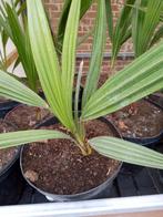 palmboom humilis, Tuin en Terras, Ophalen