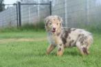 Australische herder pups, Dieren en Toebehoren, Honden | Herdershonden en Veedrijvers, België, 8 tot 15 weken, Meerdere, Meerdere dieren