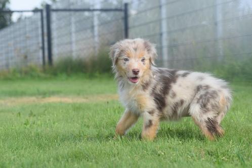 Australische herder pups, Dieren en Toebehoren, Honden | Herdershonden en Veedrijvers, Meerdere dieren, Herder, Fokker | Professioneel
