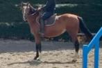 Mooie merrie van 164 en 3,5 jaar, Animaux & Accessoires, Chevaux, Jument, Z