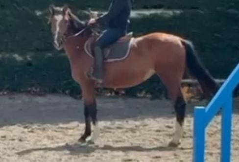 Mooie merrie van 164 en 3,5 jaar, Dieren en Toebehoren, Paarden, Merrie, Z