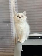 Britse korthaar kittens mogen al verhuizen, Meerdere dieren, Gechipt, 0 tot 2 jaar
