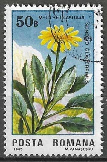 Roemenie 1985 - Yvert 3599 - Senecio glaberrimus (ST)