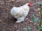 Cochin kriel bobtail haan, Dieren en Toebehoren, Pluimvee, Mannelijk