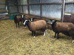 zwartbles ooitjes, Vrouwelijk, Schaap, 0 tot 2 jaar