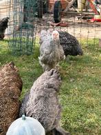 Brahma, Dieren en Toebehoren, Pluimvee, Vrouwelijk, Kip