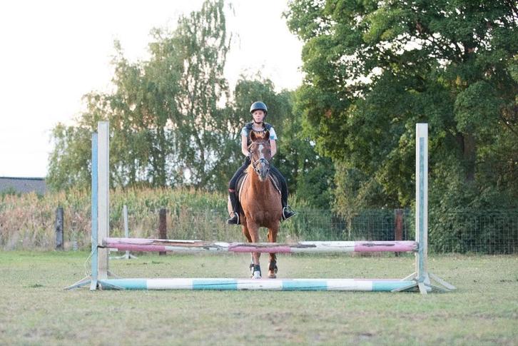 Verzorger/berijder aangeboden, Dieren en Toebehoren, Paarden