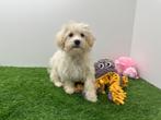 Maltipoo pups, Dieren en Toebehoren, België, 8 tot 15 weken, CDV (hondenziekte), Meerdere