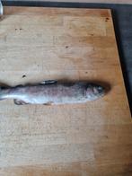 Verse forel, Ophalen