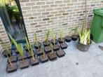 Waterplant gele lis, Tuin en Terras, Ophalen